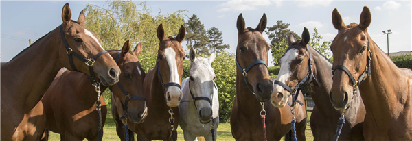 Which is harder to photograph a group of horses or group of children?