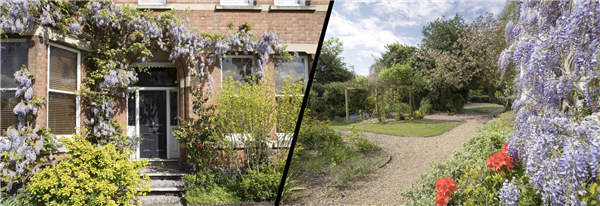 Wisteria Hysteria